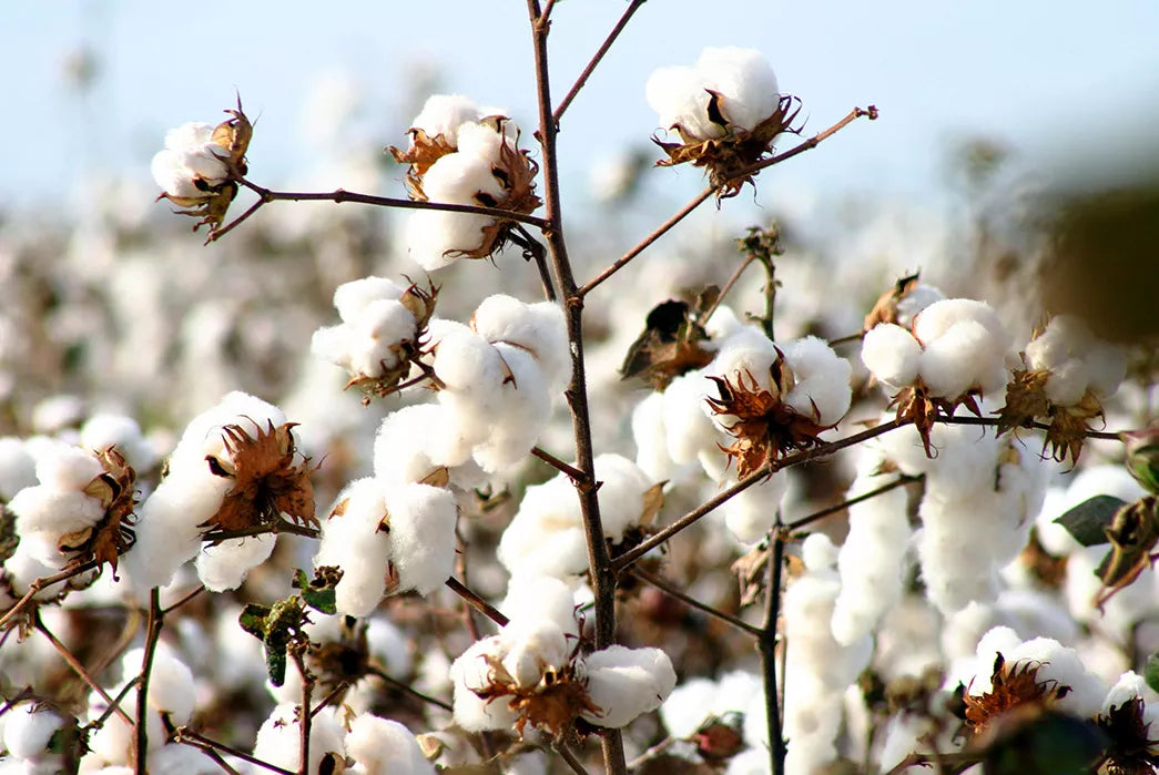 Why organic cotton is the better alternative?
